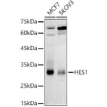 Western Blot - Anti-Hes1 Antibody (A81082) - Antibodies.com