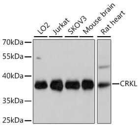 Western Blot - Anti-CrkL Antibody (A81083) - Antibodies.com