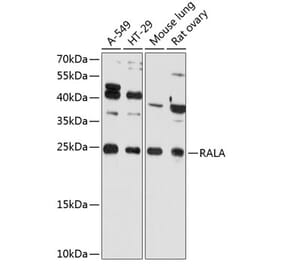 Western Blot - Anti-RALA Antibody (A81084) - Antibodies.com