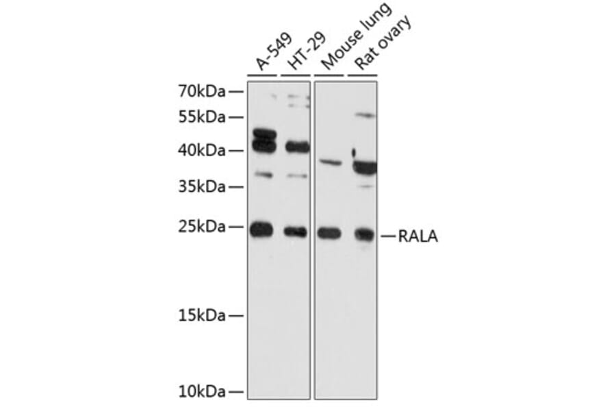 Western Blot - Anti-RALA Antibody (A81084) - Antibodies.com