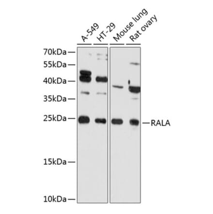 Western Blot - Anti-RALA Antibody (A81084) - Antibodies.com