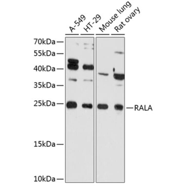 Western Blot - Anti-RALA Antibody (A81084) - Antibodies.com