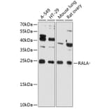 Western Blot - Anti-RALA Antibody (A81084) - Antibodies.com