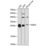 Western Blot - Anti-NQO2 Antibody (A81088) - Antibodies.com