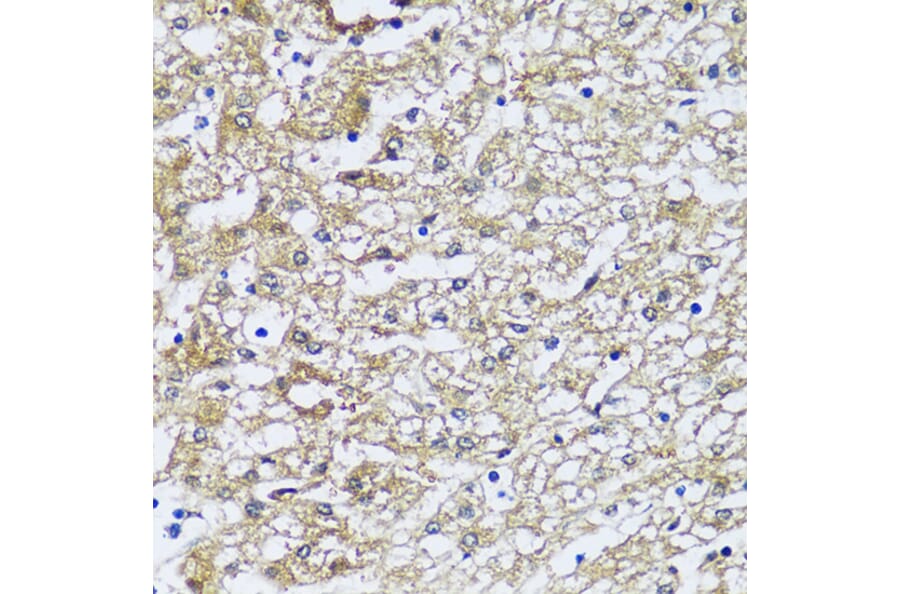 Immunohistochemistry - Anti-NQO2 Antibody (A81088) - Antibodies.com