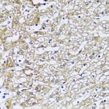 Immunohistochemistry - Anti-NQO2 Antibody (A81088) - Antibodies.com