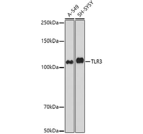 Western Blot - Anti-TLR3 Antibody (A81091) - Antibodies.com