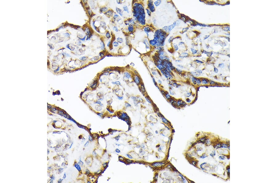 Immunohistochemistry - Anti-TLR3 Antibody (A81091) - Antibodies.com