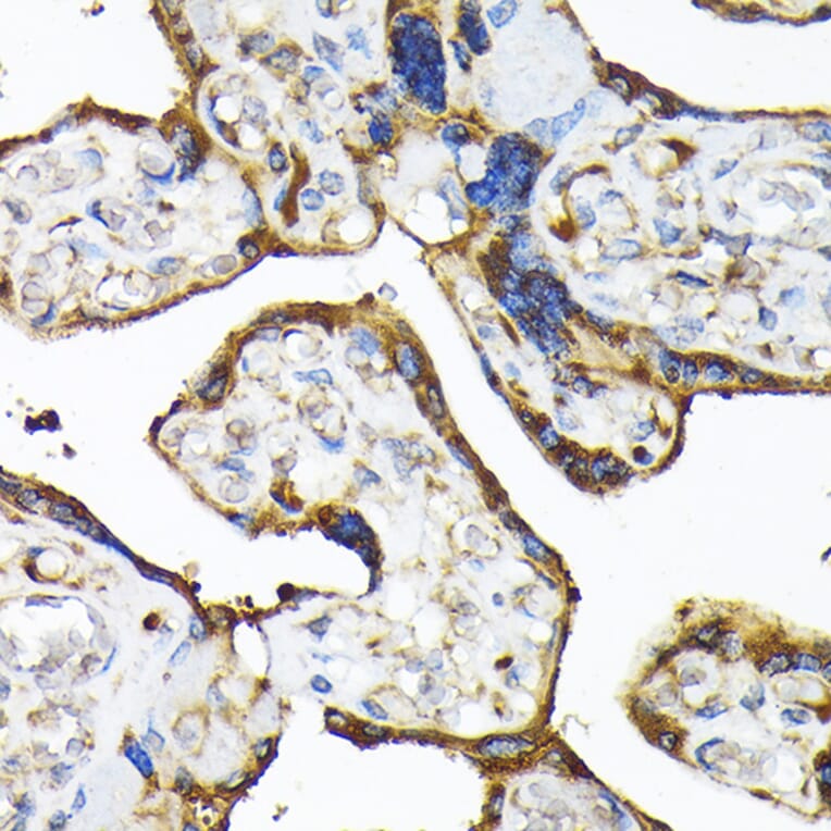 Immunohistochemistry - Anti-TLR3 Antibody (A81091) - Antibodies.com