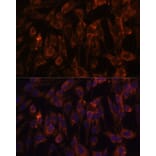 Immunofluorescence - Anti-TLR3 Antibody (A81091) - Antibodies.com