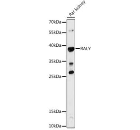 Western Blot - Anti-RALY Antibody (A81095) - Antibodies.com