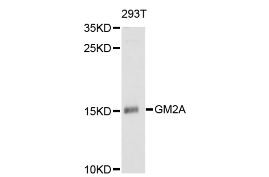 Western Blot - Anti-GM2A Antibody (A11842) - Antibodies.com
