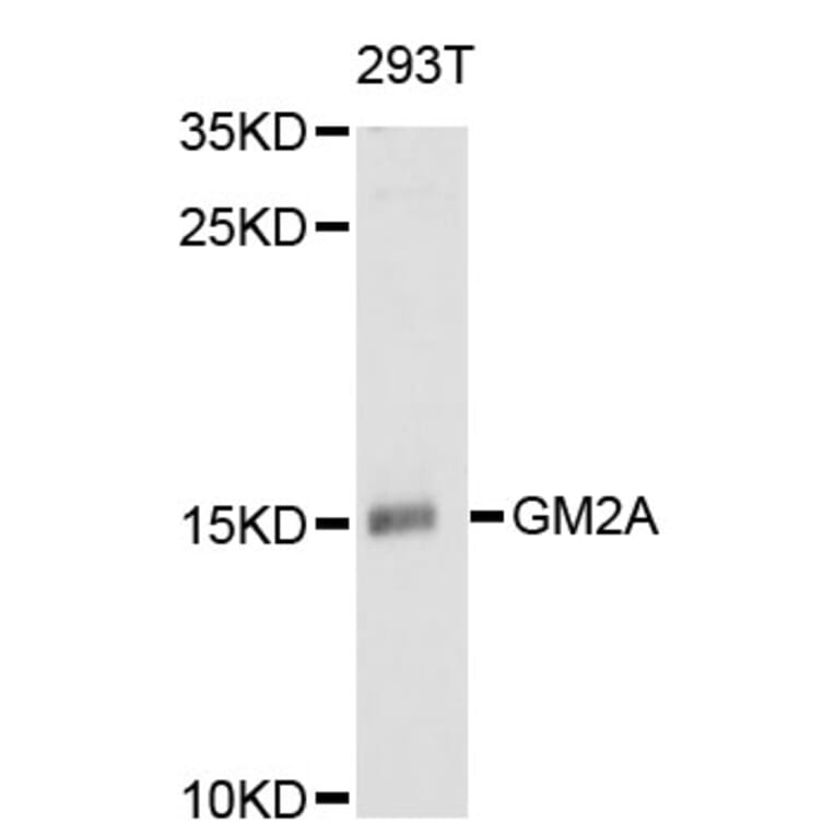 Western Blot - Anti-GM2A Antibody (A11842) - Antibodies.com