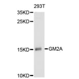 Western Blot - Anti-GM2A Antibody (A11842) - Antibodies.com