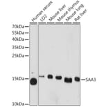 Western Blot - Anti-SAA3 Antibody (A81107) - Antibodies.com