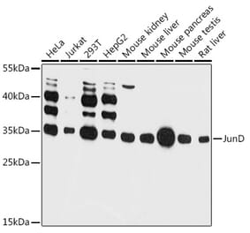 Western Blot - Anti-JunD Antibody (A81109) - Antibodies.com