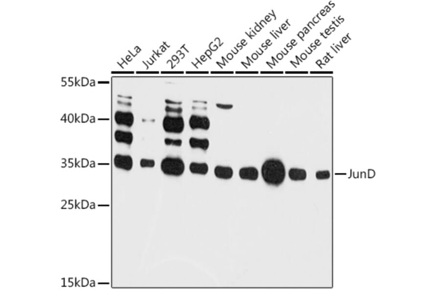 Western Blot - Anti-JunD Antibody (A81109) - Antibodies.com