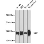 Western Blot - Anti-Golgi Complex Antibody (A81111) - Antibodies.com