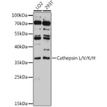 Western Blot - Anti-Cathepsin L/MEP Antibody (A81116) - Antibodies.com