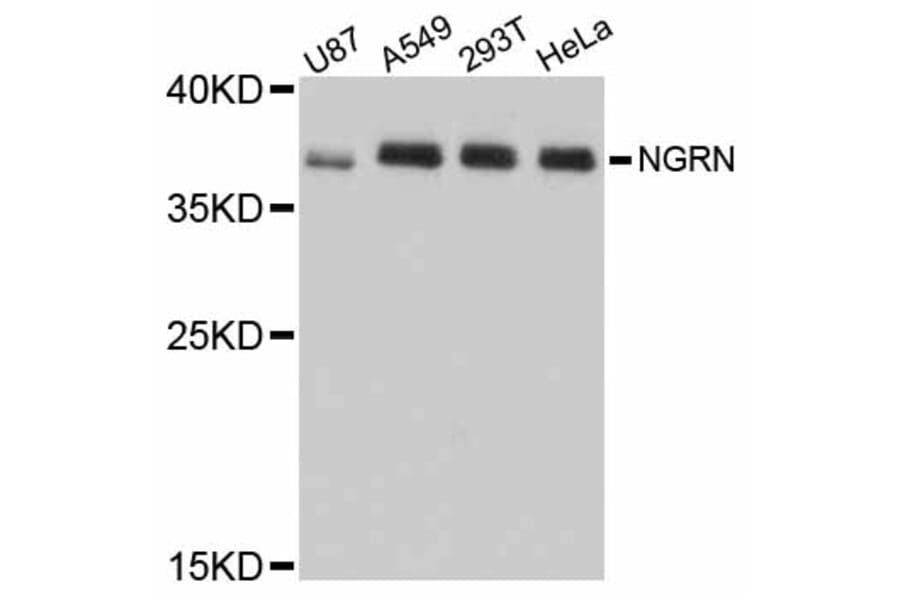 Western Blot - Anti-NGRN Antibody (A12131) - Antibodies.com