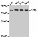 Western Blot - Anti-NGRN Antibody (A12131) - Antibodies.com