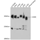 Western Blot - Anti-Chromodomain helicase DNA binding protein 9 Antibody (A81125) - Antibodies.com