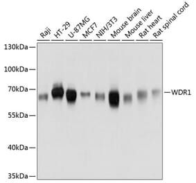 Western Blot - Anti-WDR1 Antibody (A81129) - Antibodies.com