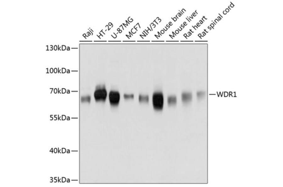 Western Blot - Anti-WDR1 Antibody (A81129) - Antibodies.com