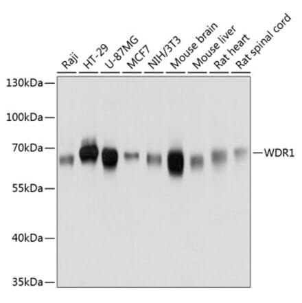Western Blot - Anti-WDR1 Antibody (A81129) - Antibodies.com