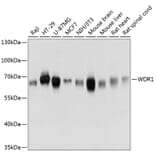 Western Blot - Anti-WDR1 Antibody (A81129) - Antibodies.com