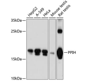 Western Blot - Anti-PPIH Antibody (A81131) - Antibodies.com