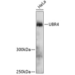 Western Blot - Anti-UBR4/p600 Antibody (A81134) - Antibodies.com