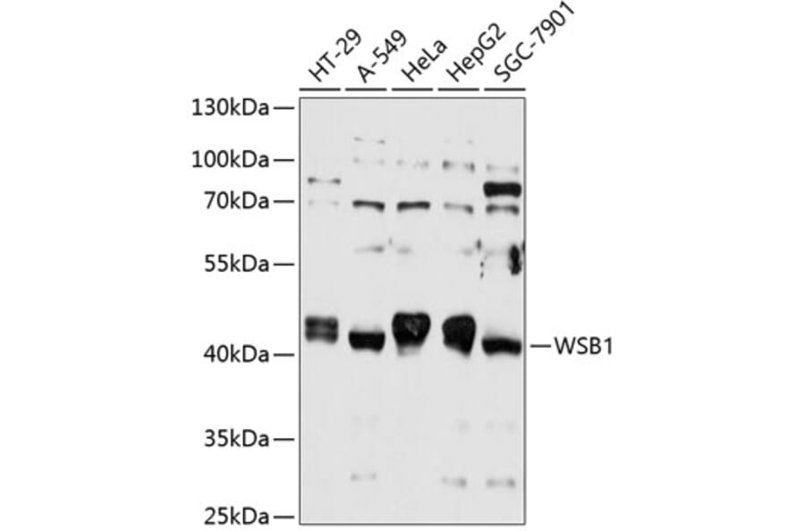 Western Blot - Anti-WSB1 Antibody (A81135) - Antibodies.com