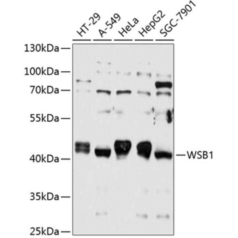 Western Blot - Anti-WSB1 Antibody (A81135) - Antibodies.com