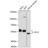 Western Blot - Anti-ATL3 Antibody (A81136) - Antibodies.com