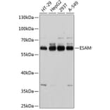 Western Blot - Anti-ESAM Antibody (A81137) - Antibodies.com
