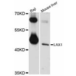 Western Blot - Anti-LAX1 Antibody (A12218) - Antibodies.com
