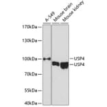 Western Blot - Anti-USP4 Antibody (A12242) - Antibodies.com