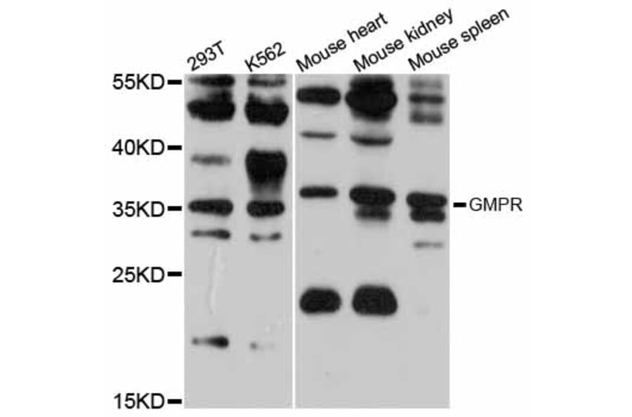 Western Blot - Anti-GMPR Antibody (A12292) - Antibodies.com
