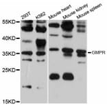 Western Blot - Anti-GMPR Antibody (A12292) - Antibodies.com