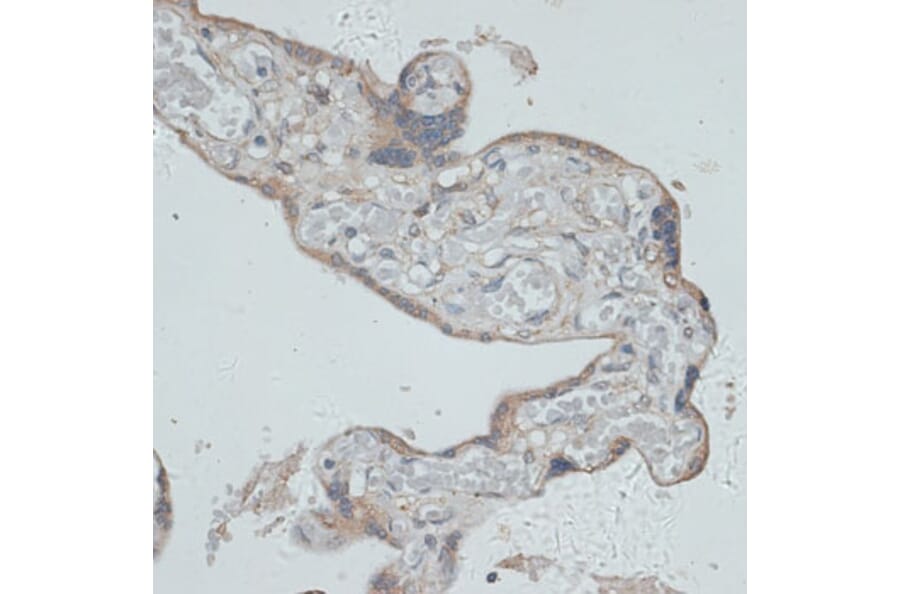 Immunohistochemistry - Anti-GMPR Antibody (A12292) - Antibodies.com