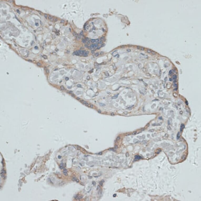 Immunohistochemistry - Anti-GMPR Antibody (A12292) - Antibodies.com