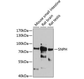 Western Blot - Anti-SNPH Antibody (A81146) - Antibodies.com