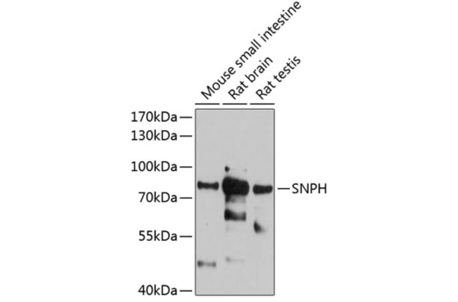 Western Blot - Anti-SNPH Antibody (A81146) - Antibodies.com