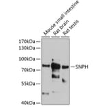 Western Blot - Anti-SNPH Antibody (A81146) - Antibodies.com
