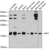Western Blot - Anti-IGF1 Antibody (A12305) - Antibodies.com