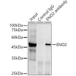 Western Blot - Anti-NSE/ENO2 Antibody (A81148) - Antibodies.com