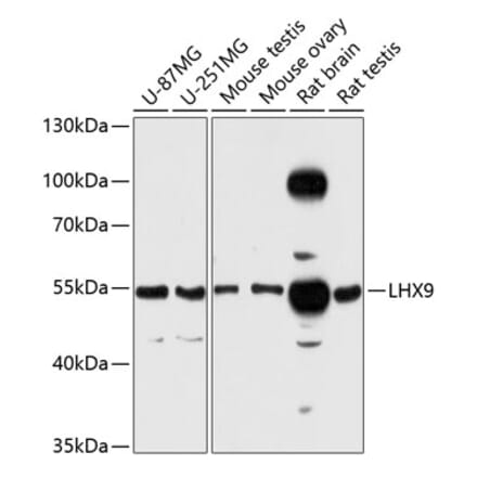 Western Blot - Anti-LHX9 Antibody (A81149) - Antibodies.com