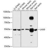 Western Blot - Anti-LHX9 Antibody (A81149) - Antibodies.com