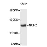 Western Blot - Anti-NOP2 Antibody (A12719) - Antibodies.com